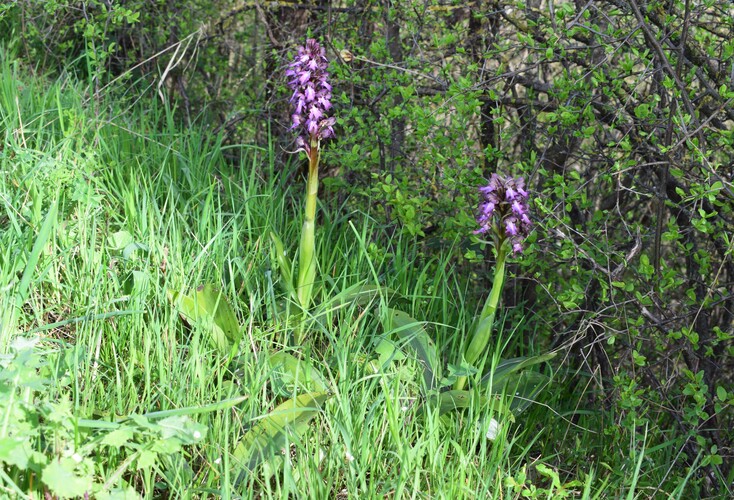 Le Barlie degli Appennini (da Pavia a Bologna)