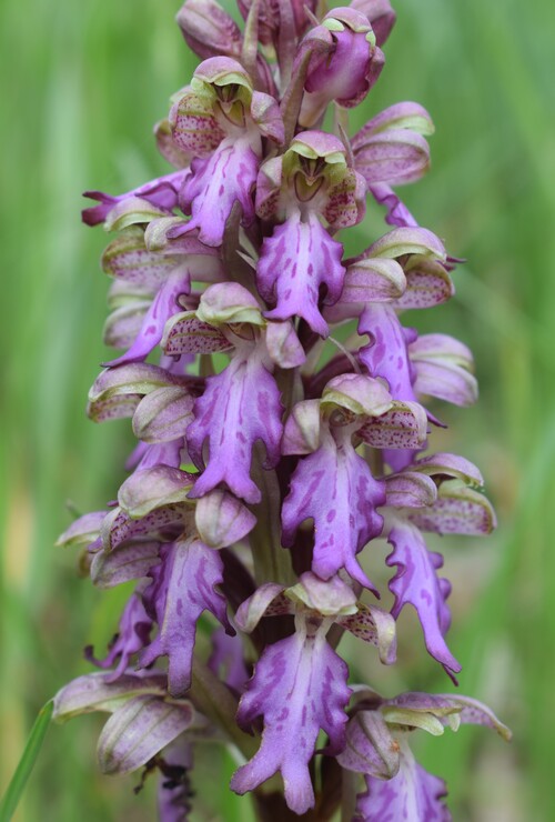 Le Barlie degli Appennini (da Pavia a Bologna)