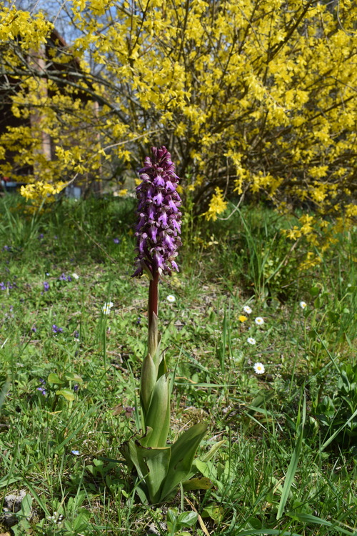 Le Barlie degli Appennini (da Pavia a Bologna)