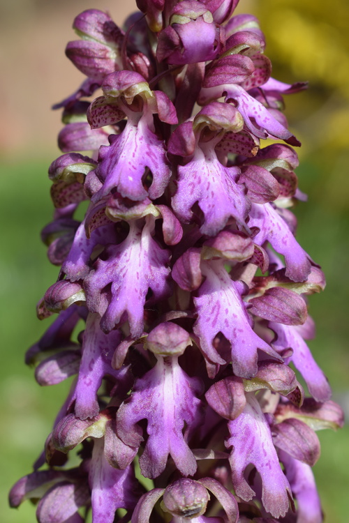 Le Barlie degli Appennini (da Pavia a Bologna)