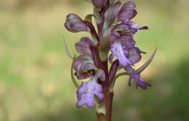 Le Barlie degli Appennini (da Pavia a Bologna)