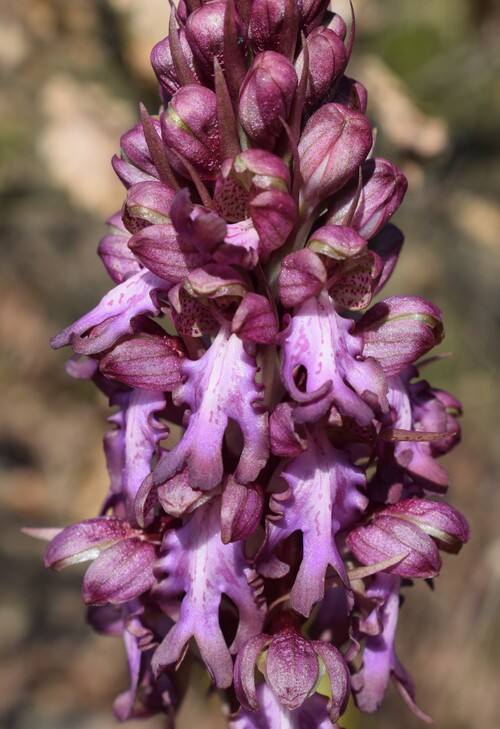 Le Barlie degli Appennini (da Pavia a Bologna)