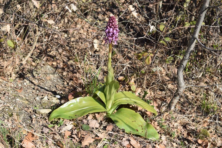 Le Barlie degli Appennini (da Pavia a Bologna)
