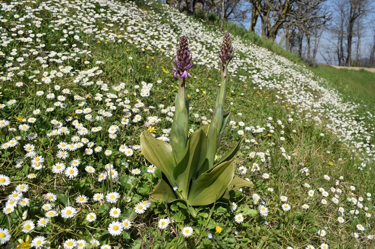 Le Barlie degli Appennini (da Pavia a Bologna)