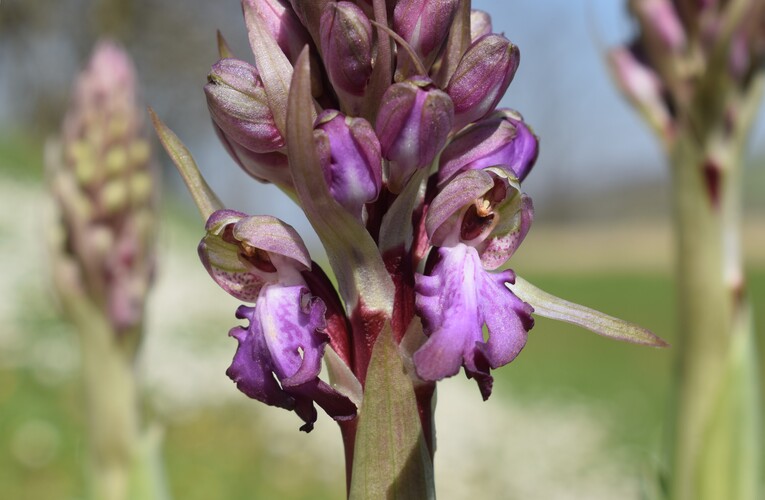 Le Barlie degli Appennini (da Pavia a Bologna)