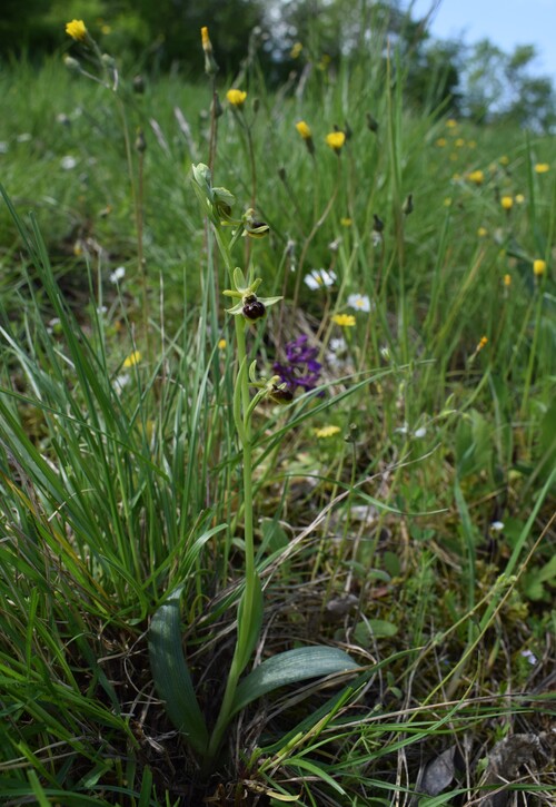 Ophrys minipassionis (Emilia-Romagna, Appennino Faentino)