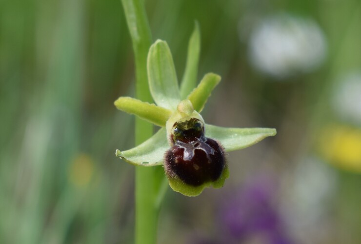 Ophrys minipassionis (Emilia-Romagna, Appennino Faentino)