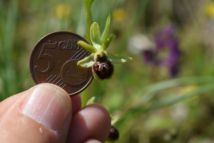 Ophrys minipassionis (Emilia-Romagna, Appennino Faentino)