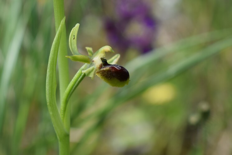 Ophrys minipassionis (Emilia-Romagna, Appennino Faentino)