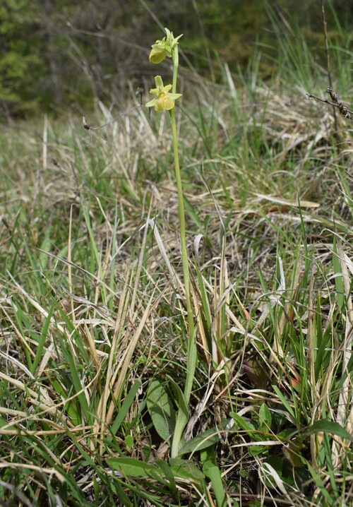 Lusus di Ophrys sphegodes (var. flavescens?)