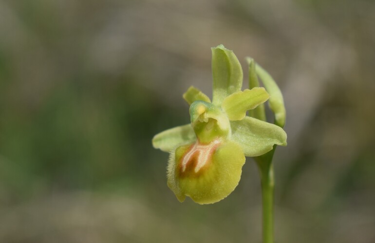 Lusus di Ophrys sphegodes (var. flavescens?)