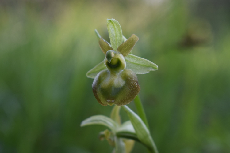 Lusus di Ophrys sphegodes (var. flavescens?)
