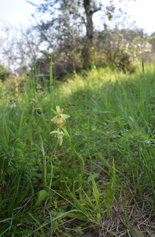 Lusus di Ophrys sphegodes (var. flavescens?)