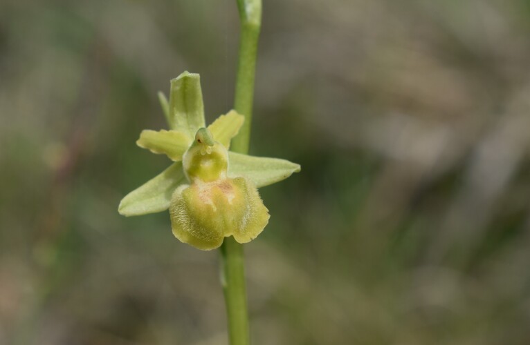 Lusus di Ophrys sphegodes (var. flavescens?)