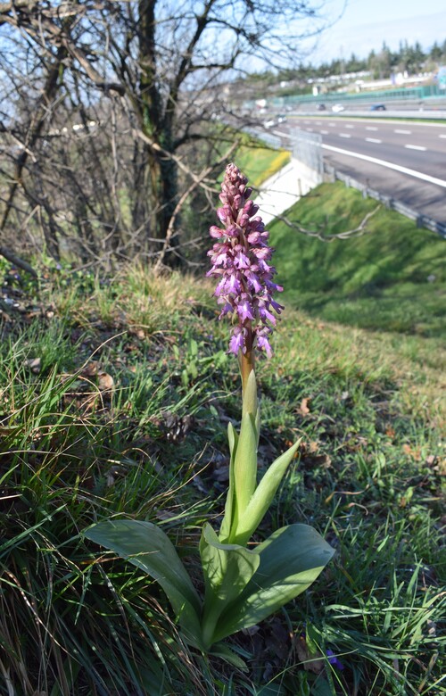 Barlia autostradalis!