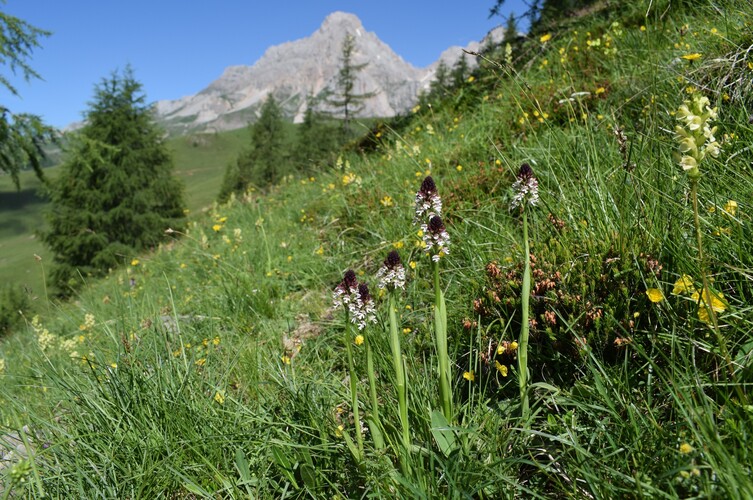 Fotocronaca di una giornata a Fuciade (Passo San Pellegrino)