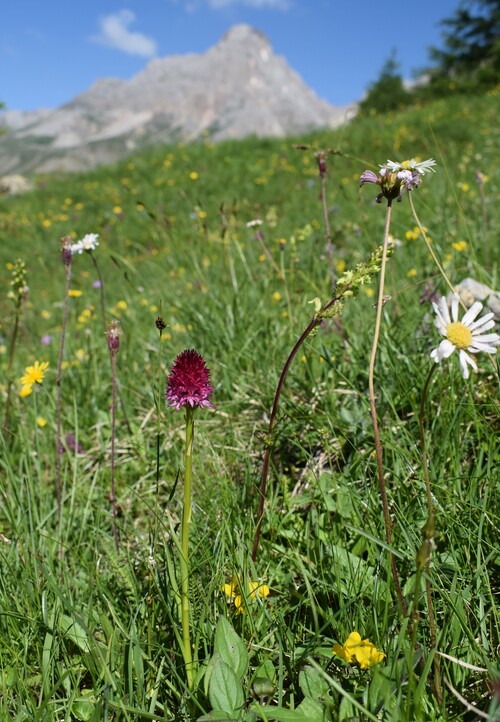 Fotocronaca di una giornata a Fuciade (Passo San Pellegrino)