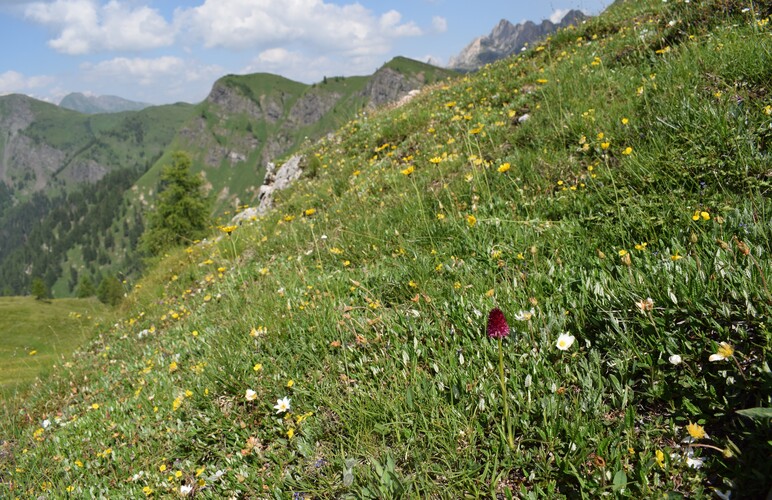 A curiosare nel Pian di Possoliva (Gruppo Croda da Lago-Cernera)