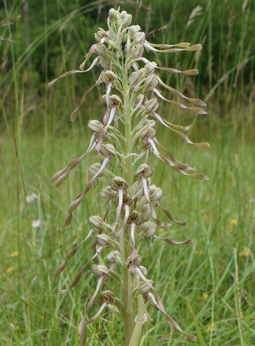 HIMANTOGLOSSUM hircinum o adriaticum??