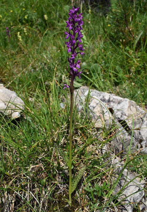 Un''occhiata a Casera Laghet de Sora (Parco Dolomiti Friulane)