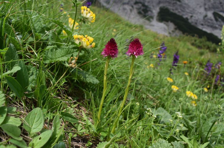 Un''occhiata a Casera Laghet de Sora (Parco Dolomiti Friulane)