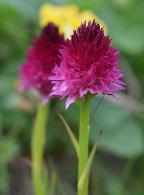 Un''occhiata a Casera Laghet de Sora (Parco Dolomiti Friulane)