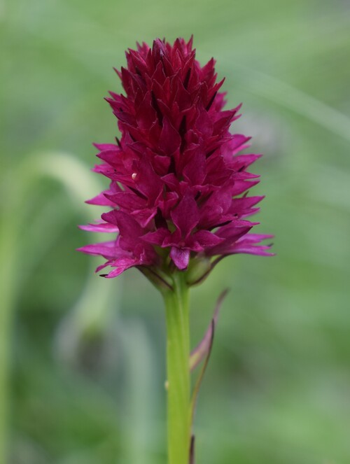 Un''occhiata a Casera Laghet de Sora (Parco Dolomiti Friulane)