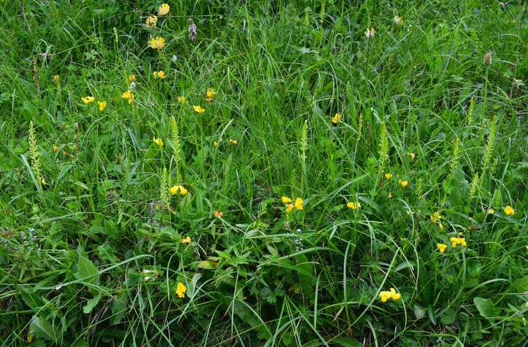 Un''occhiata a Casera Laghet de Sora (Parco Dolomiti Friulane)