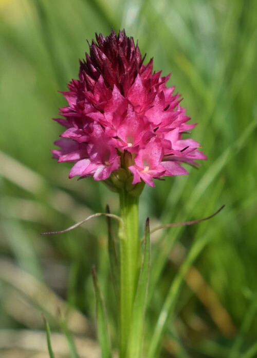 Stupore al Mondeval (Dolomiti Bellunesi)