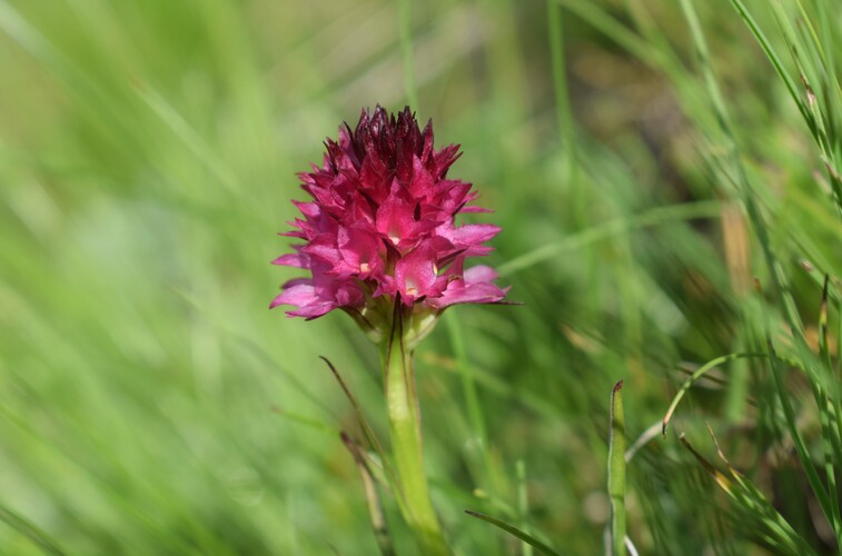 Stupore al Mondeval (Dolomiti Bellunesi)