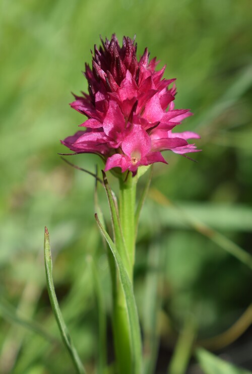 Stupore al Mondeval (Dolomiti Bellunesi)