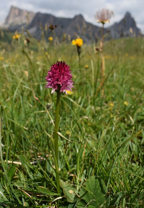 Stupore al Mondeval (Dolomiti Bellunesi)