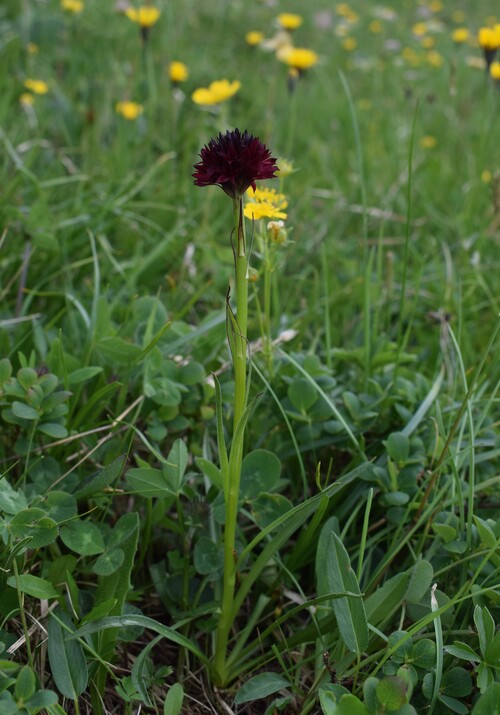 Stupore al Mondeval (Dolomiti Bellunesi)