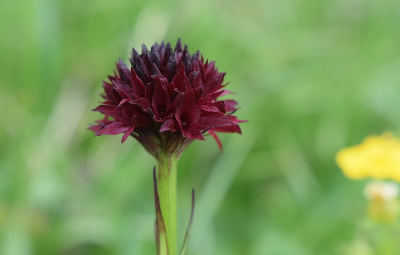 Stupore al Mondeval (Dolomiti Bellunesi)