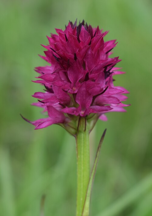 Stupore al Mondeval (Dolomiti Bellunesi)
