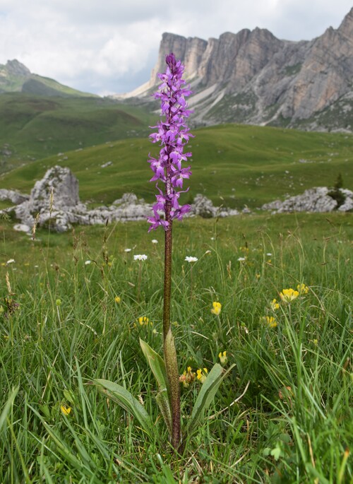 Stupore al Mondeval (Dolomiti Bellunesi)