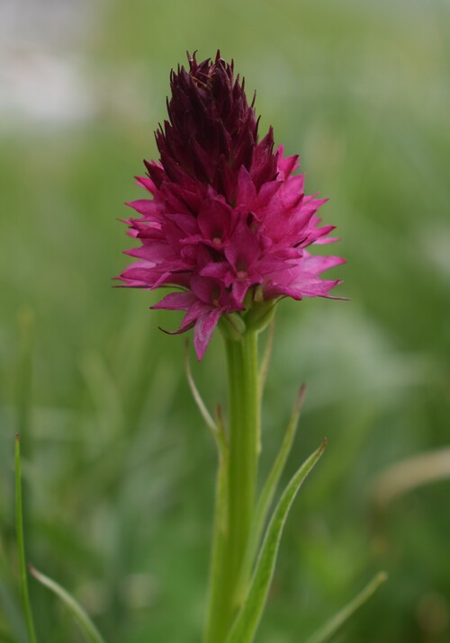 Stupore al Mondeval (Dolomiti Bellunesi)