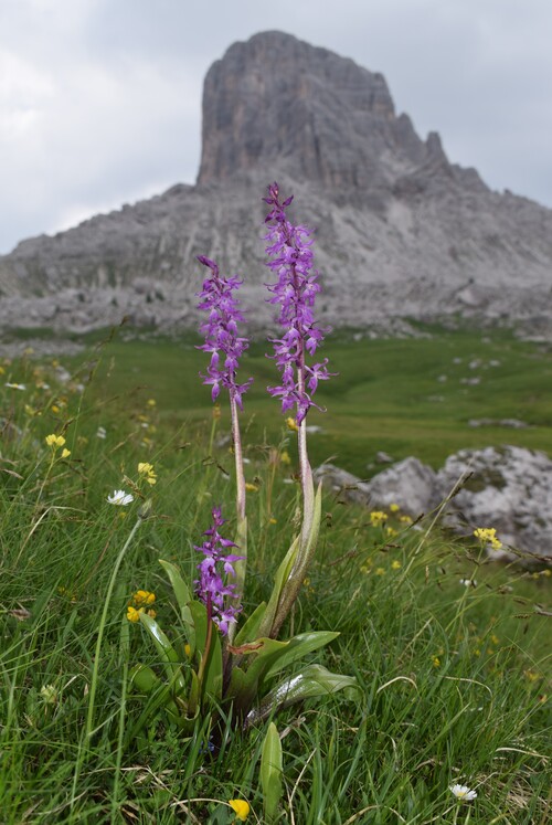 Stupore al Mondeval (Dolomiti Bellunesi)