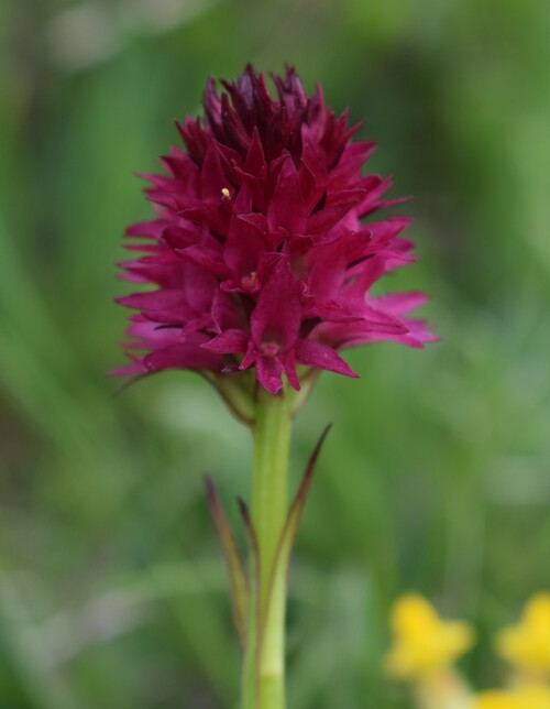Stupore al Mondeval (Dolomiti Bellunesi)