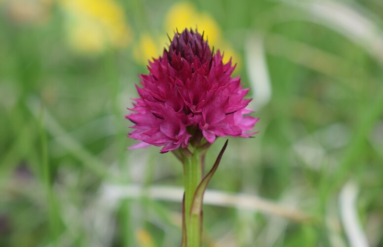 Stupore al Mondeval (Dolomiti Bellunesi)