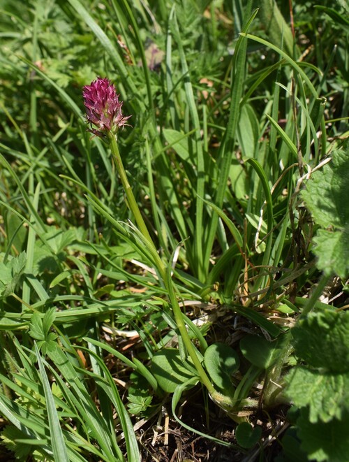 Nigritella perazzana