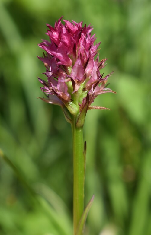 Nigritella perazzana