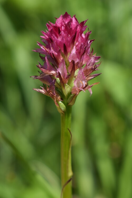 Nigritella perazzana
