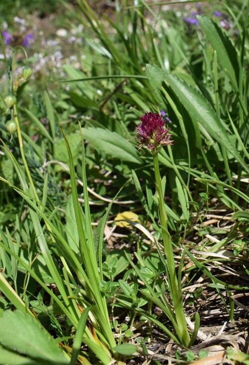 Nigritella perazzana