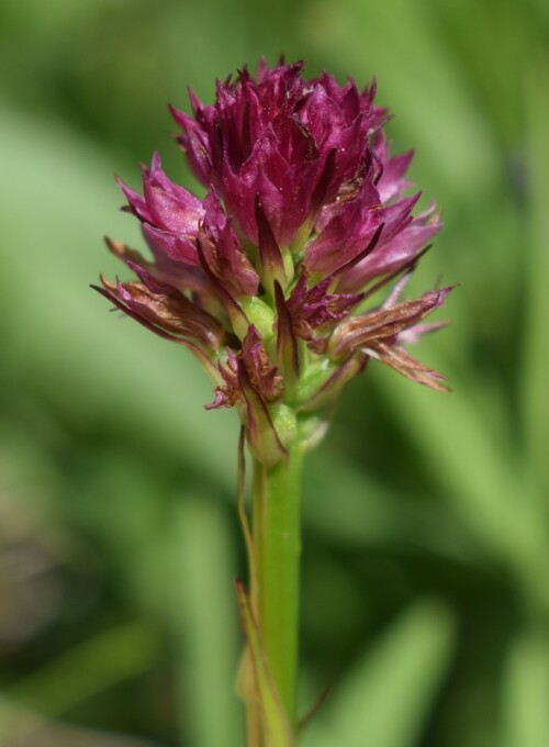 Nigritella perazzana