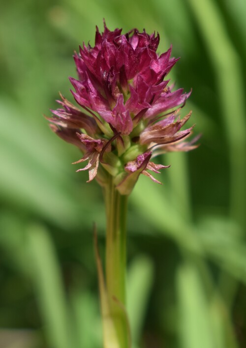 Nigritella perazzana