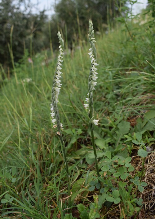 Le orchidee di Montisola (Lago d''Iseo)