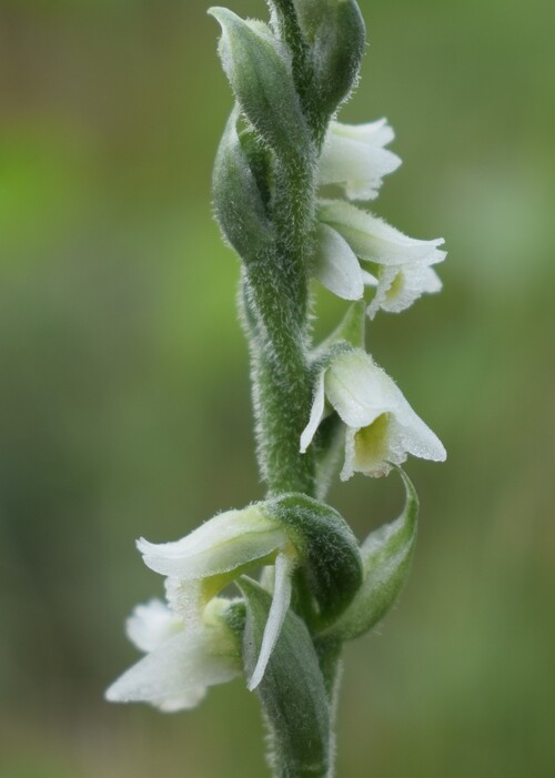 Le orchidee di Montisola (Lago d''Iseo)