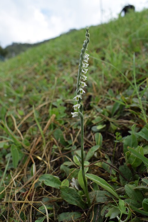 Le orchidee di Montisola (Lago d''Iseo)