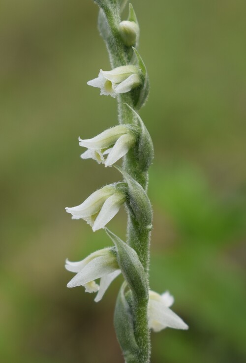Le orchidee di Montisola (Lago d''Iseo)